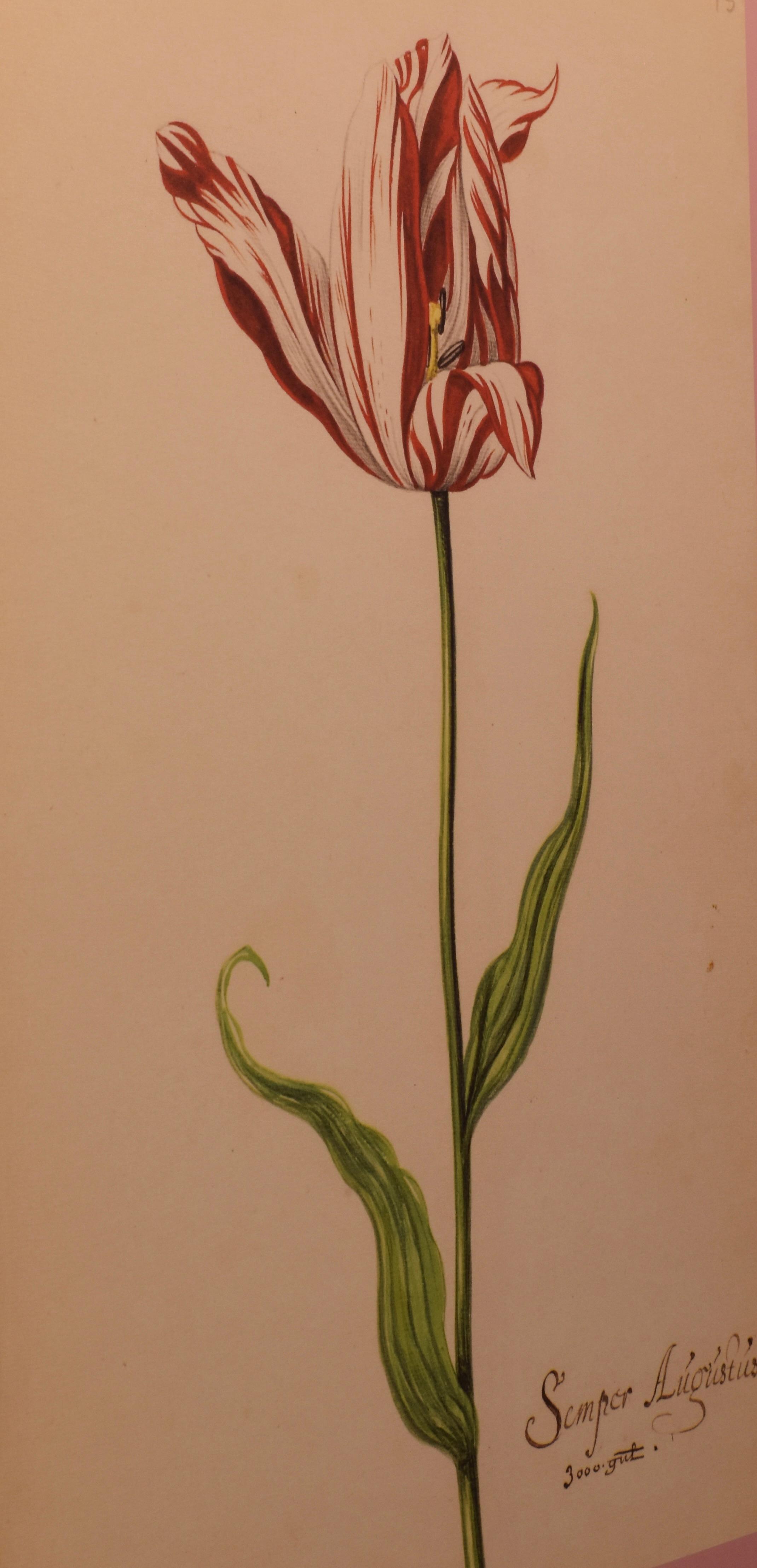 An illustration of a red tulip with white variegation. 